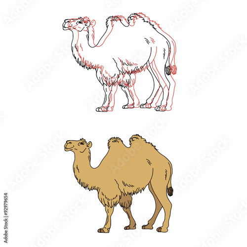 Vector image of a camel 
