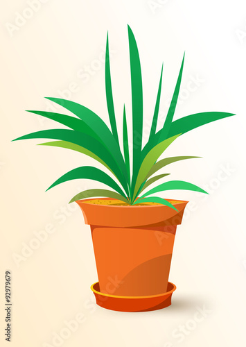 green Chlorophytum plant in a pot