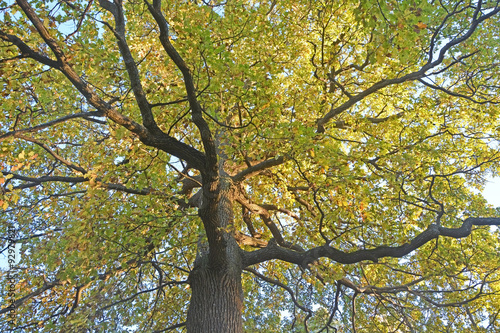 Golden oak tree at autumn season © kalichka