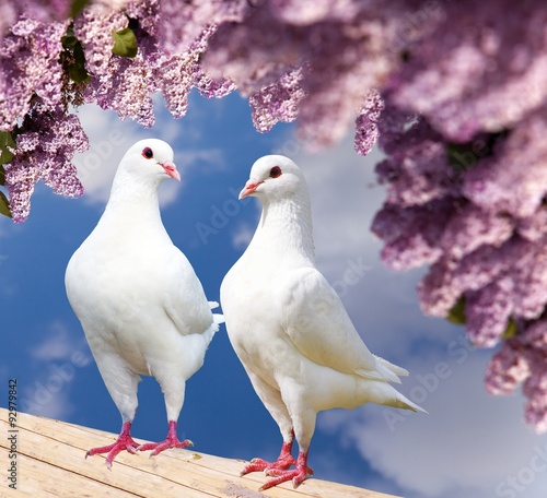 two white pigeons on perch with flowering lilac tree