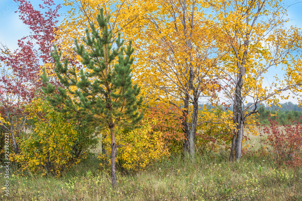 color autumn trees and sky