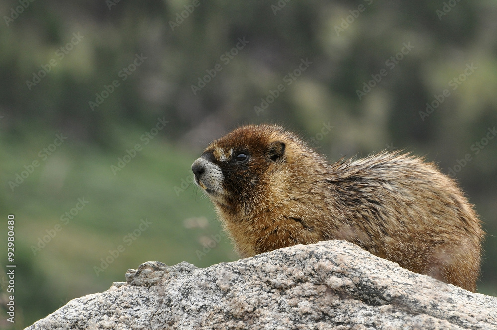Golden Marmot acts as a sentry keeping watch on rocks above tree line in Colorado. Golden Marmot acts as a sentry keeping watch on rocks above tree line in Colorado.