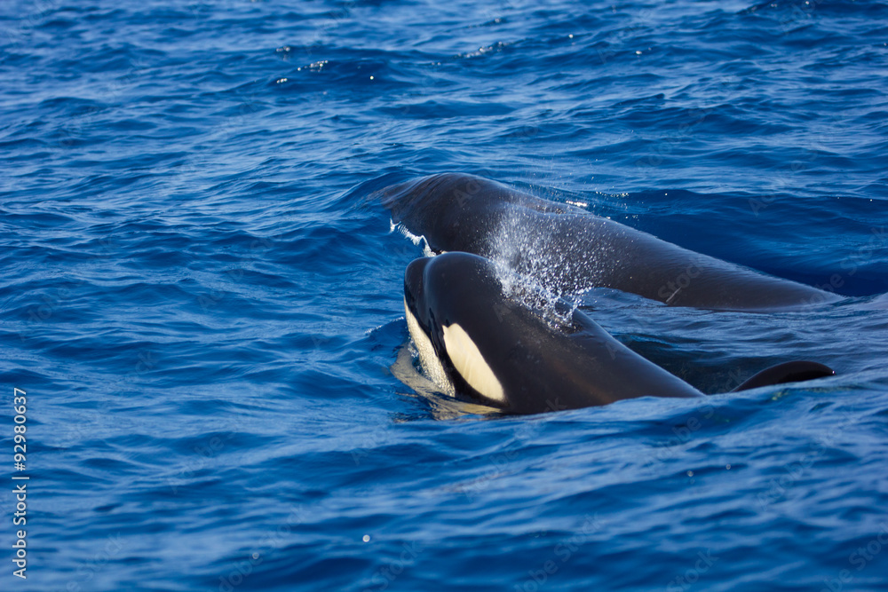 Fototapeta premium Epaulard soufflant