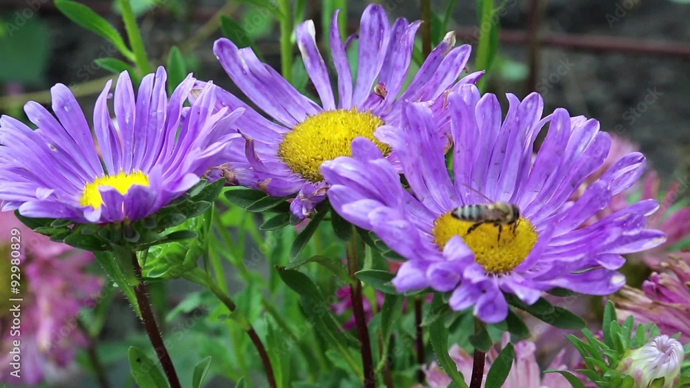 Worker bee on purple flowers Worker bee on purple flowers