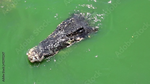 Crocodiles in green water photo