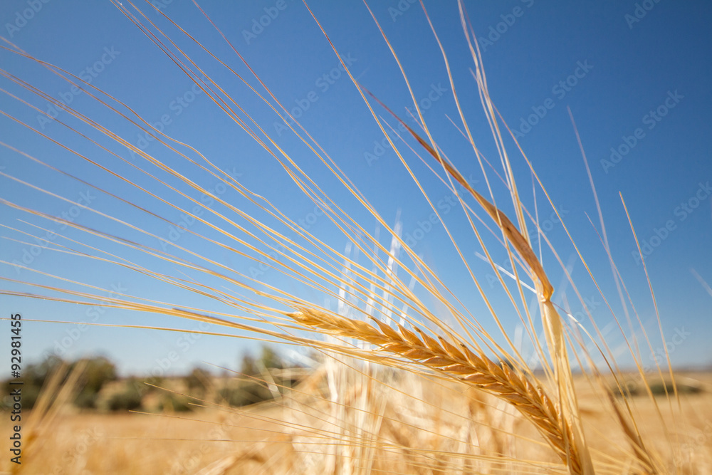 Fototapeta premium Golden Barley Ear in a field in deserted village of Ayios Sozome