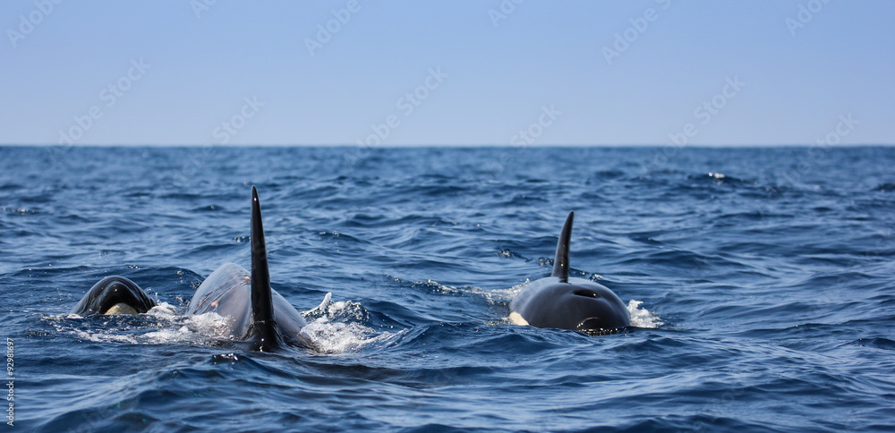 Fototapeta premium Epaulard soufflant