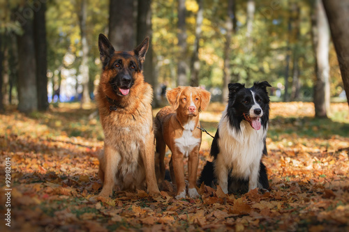 Dog breed Border Collie and German Shepherd and Nova Scotia Duck Tolling Retriever walking in autumn park