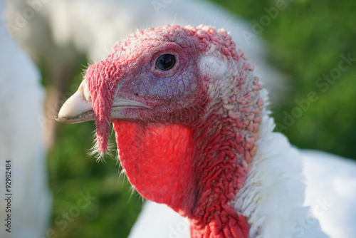 head of a turkey hen