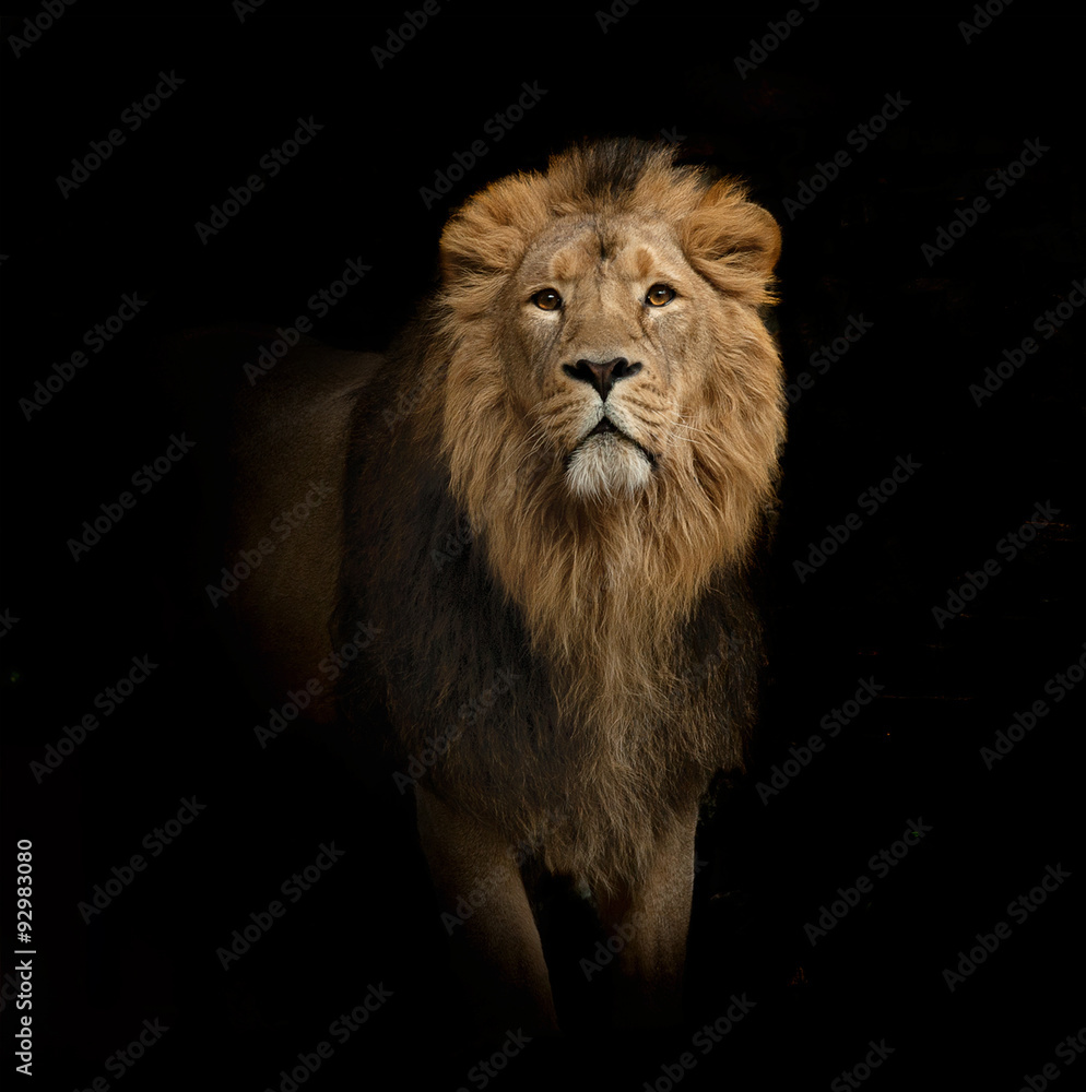 lion portrait on black