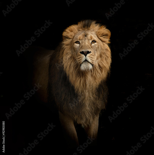 lion portrait on black