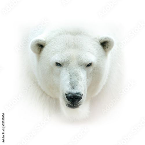 polar bear head isolated on white background. High key