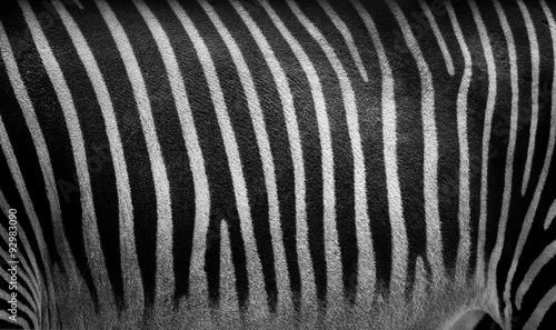 zebra stripes closeup texture. Monochrome #92983090