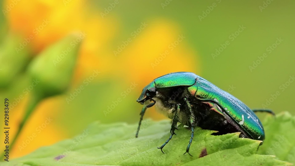 Bug Bug