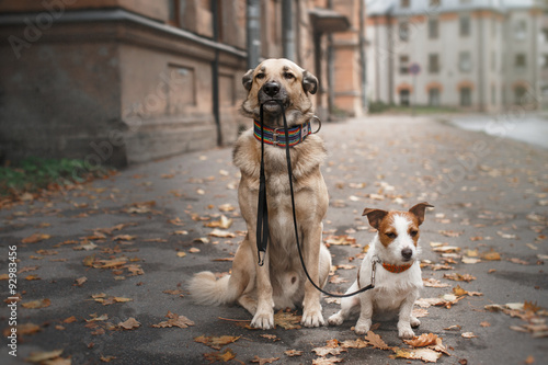 Mixed breed dog  and Jack Russell Terrier walking in autumn park photo