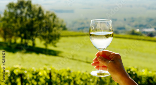 glass of white wine exposed towards the sun, vineyard on backgro