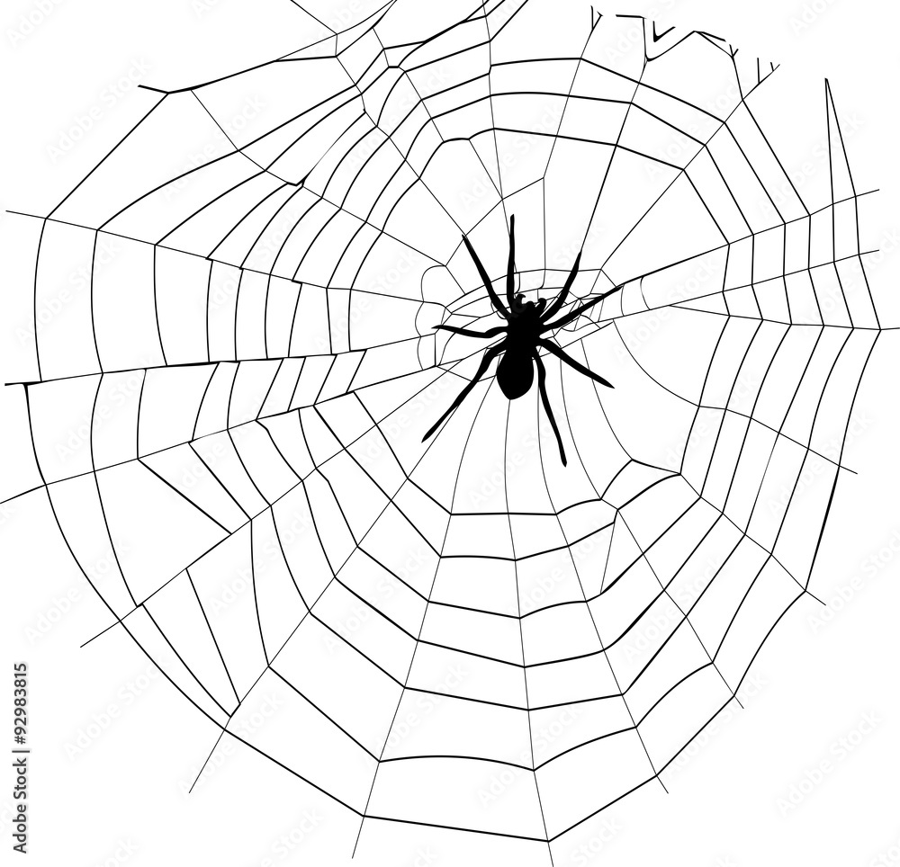 Obraz premium spider and spider web