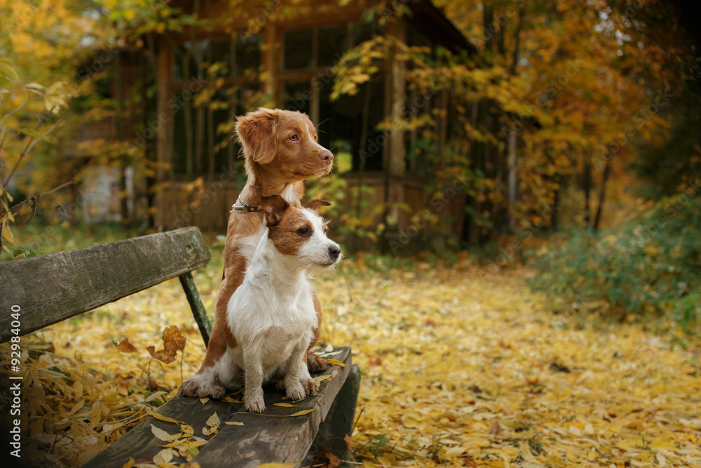Dog breed Nova Scotia Duck Tolling Retriever and Jack Russell Terrier walking in autumn park