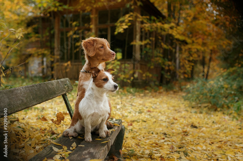 Φωτογραφία Dog breed Nova Scotia Duck Tolling Retriever and Jack Russell Terrier walking in