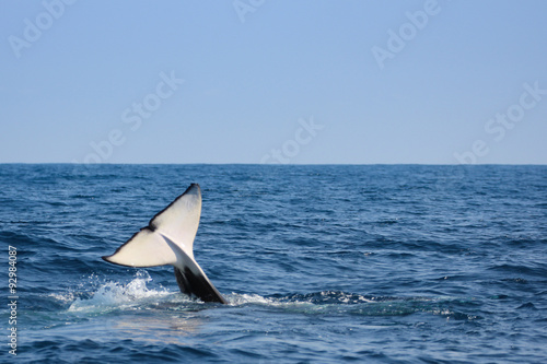 orque se rapprochant