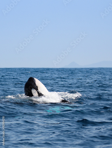 orque se rapprochant © aylerein