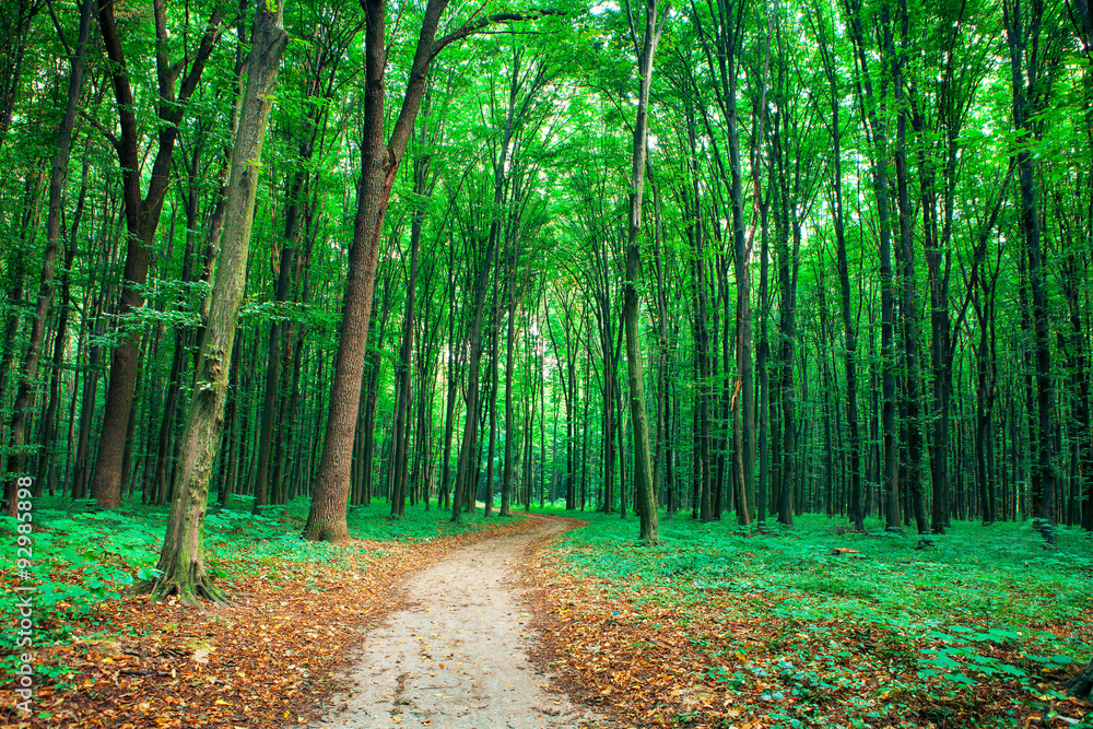 Fototapeta premium forest