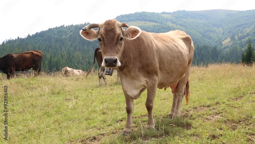 Milk cow on grassland Milk cow on grassland