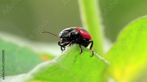 Wallpaper Mural Bug Torontodigital.ca