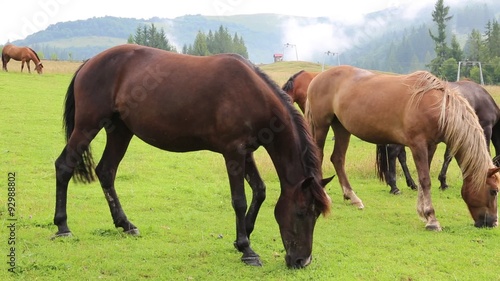 Wallpaper Mural Horses on the grassland Torontodigital.ca