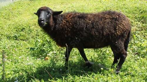 Black sheep photo