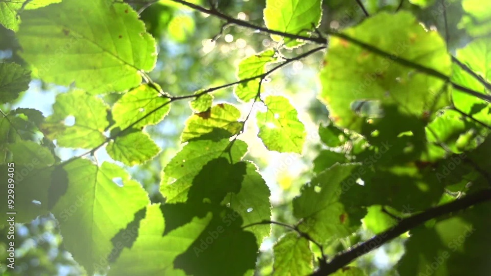 Blurred nature background with sun flare Blurred nature background with sun flare
