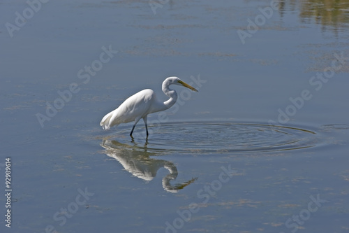 Great Egret in Currituck Sound
