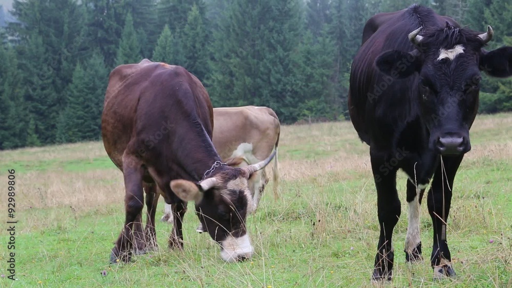 Cows on the grassland Cows on the grassland