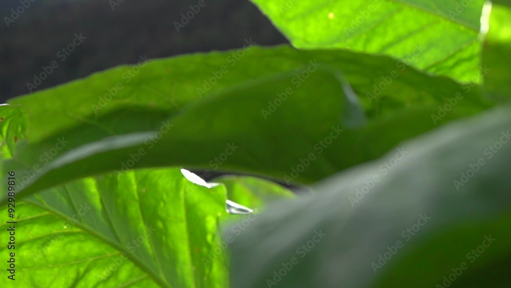 Tobacco. Lush tobacco plants growing on the farm Tobacco. Lush tobacco plants growing on the farm