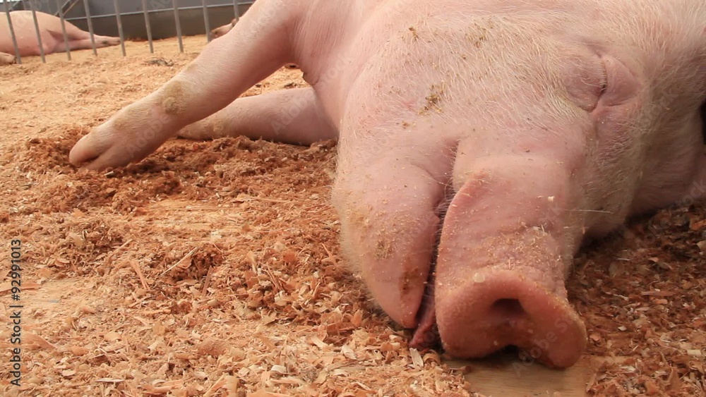 Pig sleeping Pig sleeping