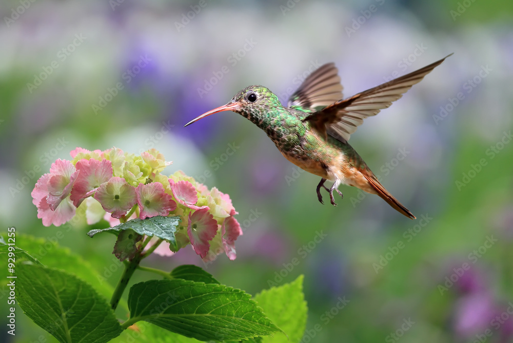 Ruby-throated Hummingbird Hovering on Hydrangea Ruby-throated Hummingbird Hovering on Hydrangea