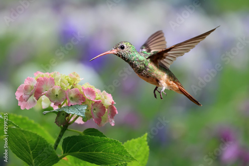 Ruby-throated Hummingbird Hovering on Hydrangea