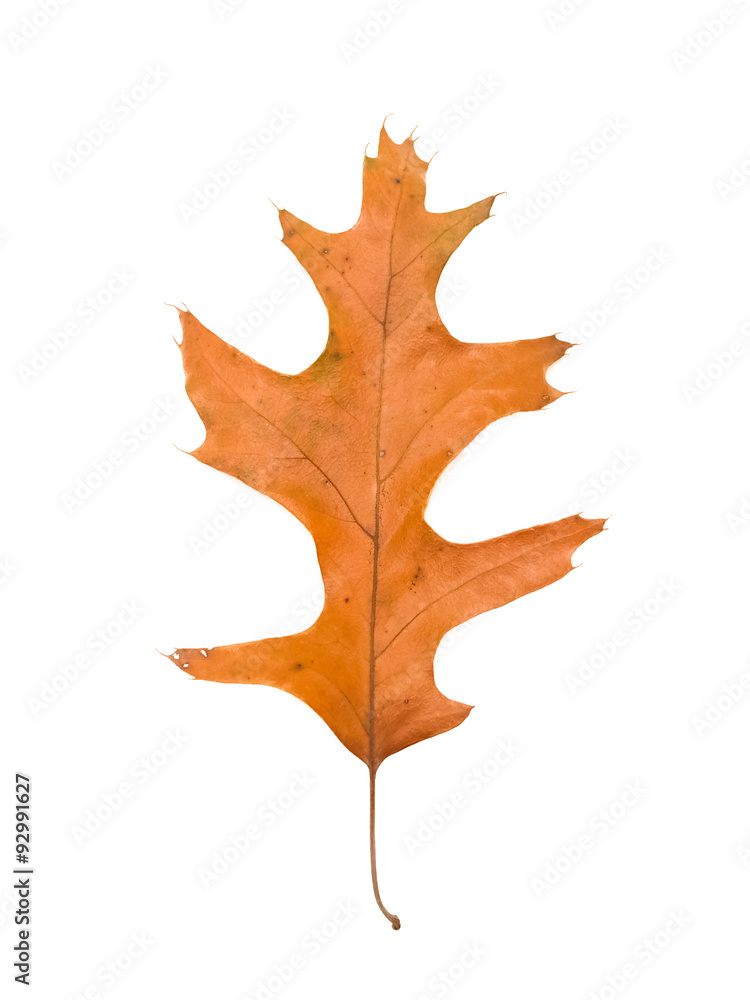 Fototapeta premium dried oak leaf on white background