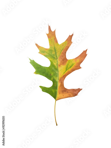 oak leaf on white background