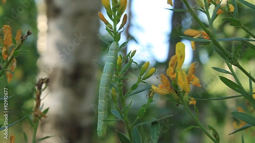 Green leafworm photo