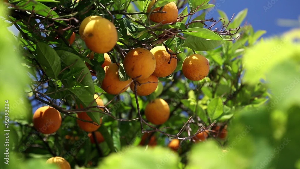Orange trees Orange trees