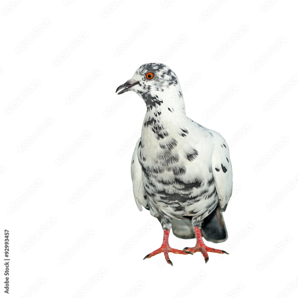 Obraz premium white pigeon isolated on white