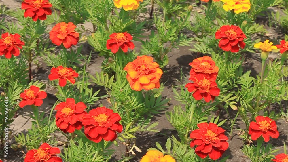 Flower bed Flower bed