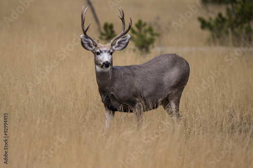 Blacktail deer 