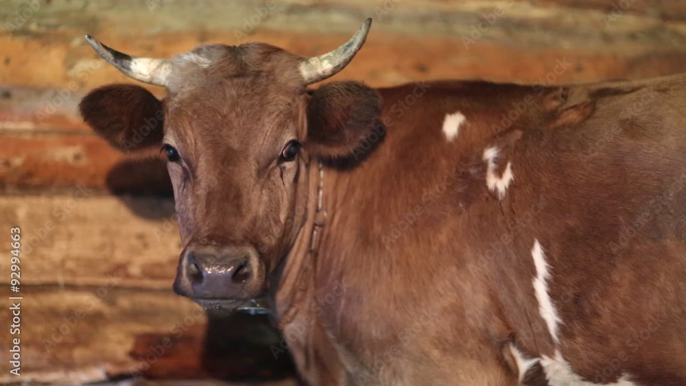 Brown cow with white spots staying in the stall near wooden wall Brown cow with white spots staying in the stall near wooden wall