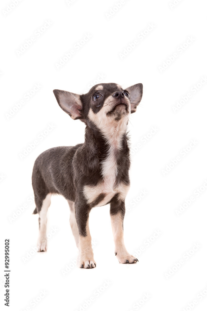 Chihuahua puppy Chihuahua puppy