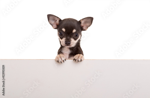 Chihuahua puppy