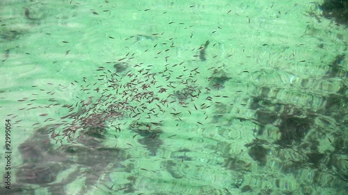 Small fishes in water photo