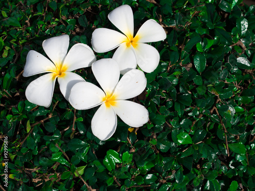 plumeria flower and leaf background.