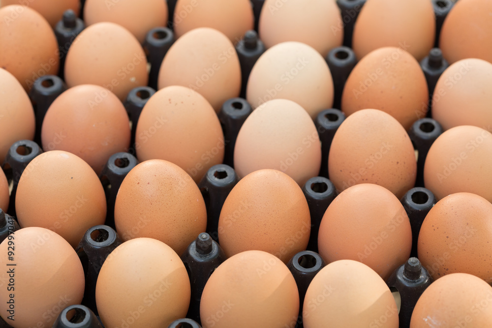 fresh organic eggs from chicken farm agriculture for sale fresh organic eggs from chicken farm agriculture for sale